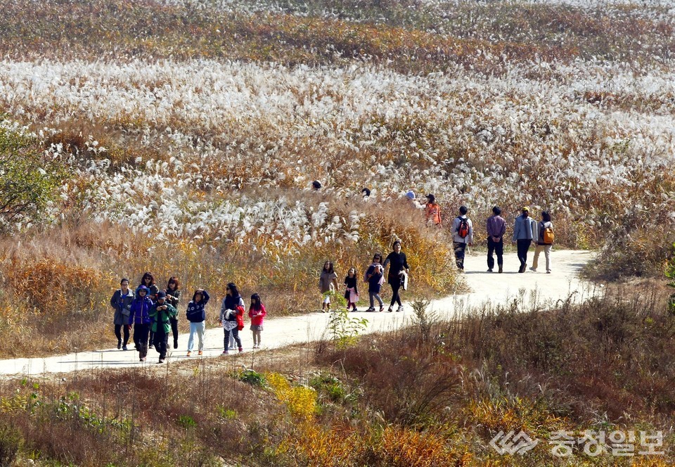 ▲ 물억새 물결로 뒤덮인 충주 비내섬 풍경.