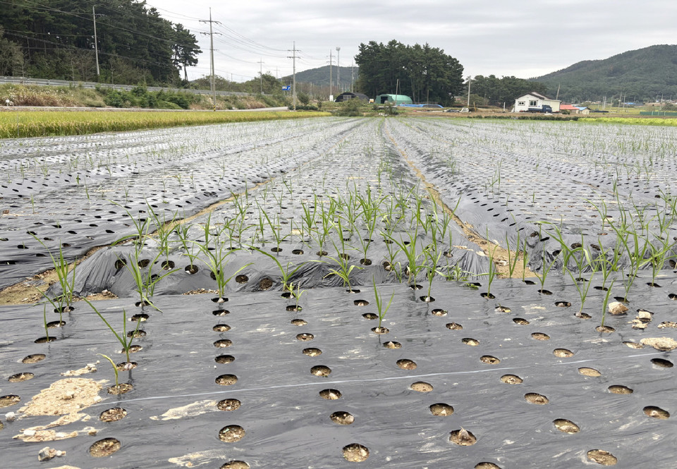 ▲ 정식 후 지속적인 강우로 발아가 잘 되지 않은 태안 마늘밭 모습.