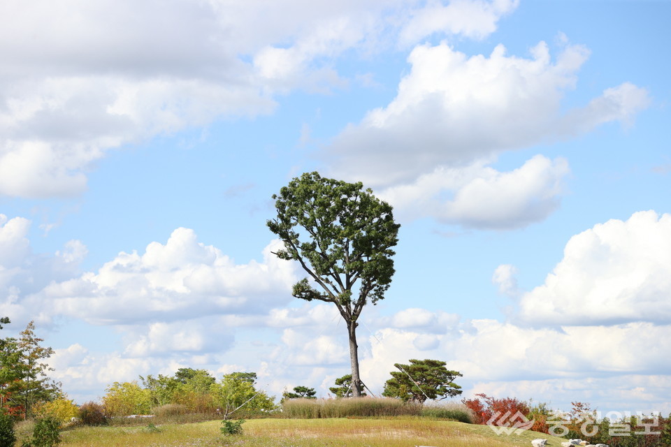 ▲ 충주시민의숲의 풍경.