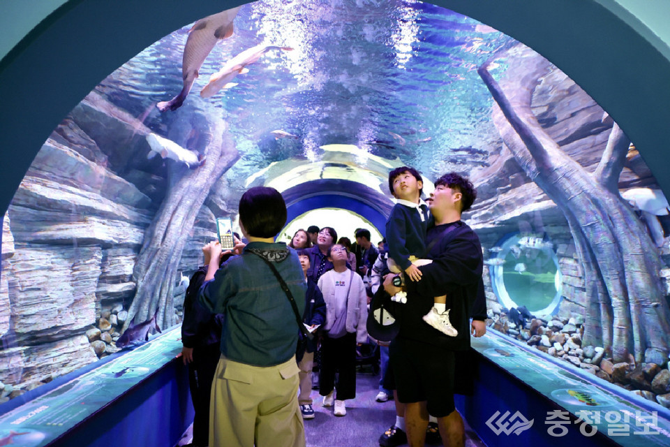 ▲ 가족 관람객들이 '충주아쿠아리움' 터널형 수족관에서 다양한 민물고기를 관찰하고 있다.