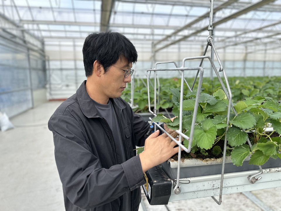이현규씨가 고설 재배 시스템으로 재배 중인 딸기를 살펴보고 있다.