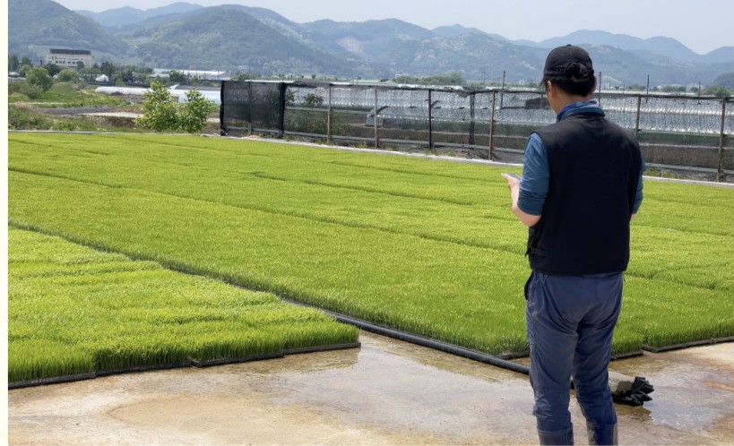 콘크리트 바닥에서 모를 키우는 모습.