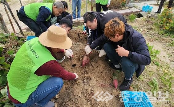 ▲ 계룡시가 운영한 치유농업 프로그램 ‘오늘은 나도 정원사!’에서 참여자들이 흙을 고르고 고구마를 캐며 협동의 기쁨을 나누고 있다