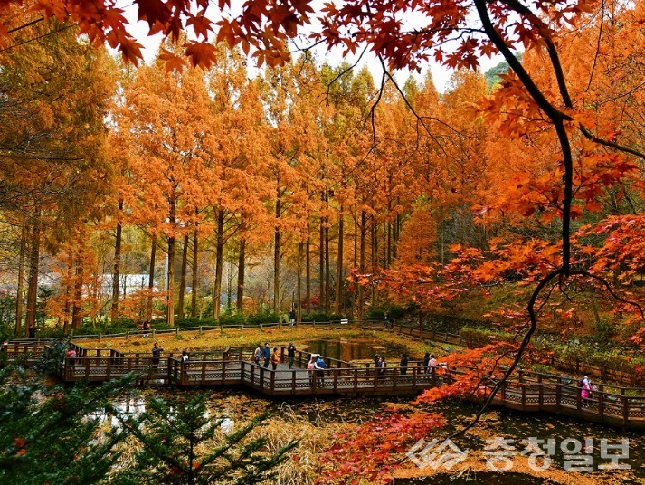 ▲ ‘장태산 자연휴양림의 가을 풍경’ 메타세쿼이아 숲길과 단풍잎이 어우러진 장태산의 나무데크 산책로를 따라 시민들이 여유롭게 걷고 있다. 사진=대전시 제공