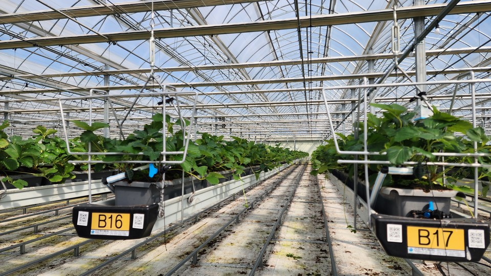 ▲ 충북 청주시 딸기 스마트팜 농장.