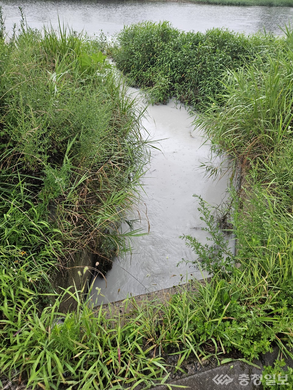 ▲ 유등천 인근에서 확인된 회색빛 유출수. 배출구에서 하천으로 흐르는 탁한 물이 장기간 환경 오염 가능성을 시사하고 있다