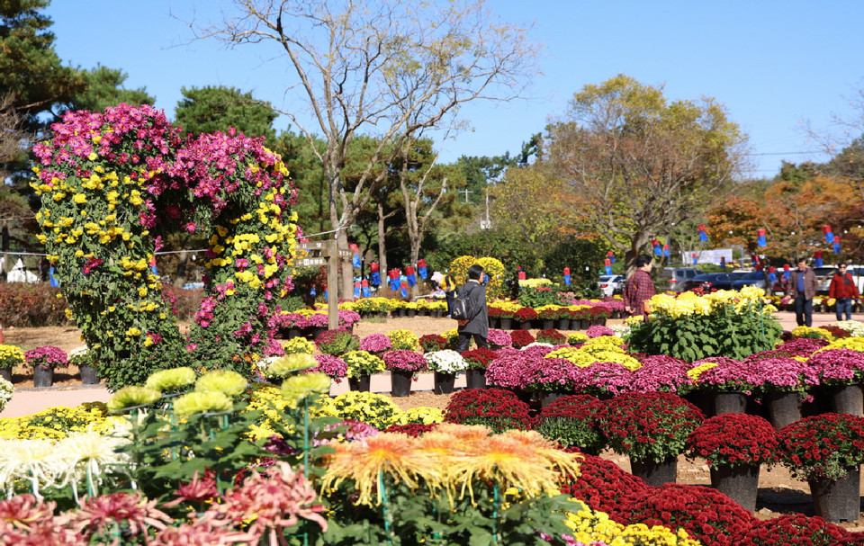 ▲ 지난 3일 태안 국화축제 모습