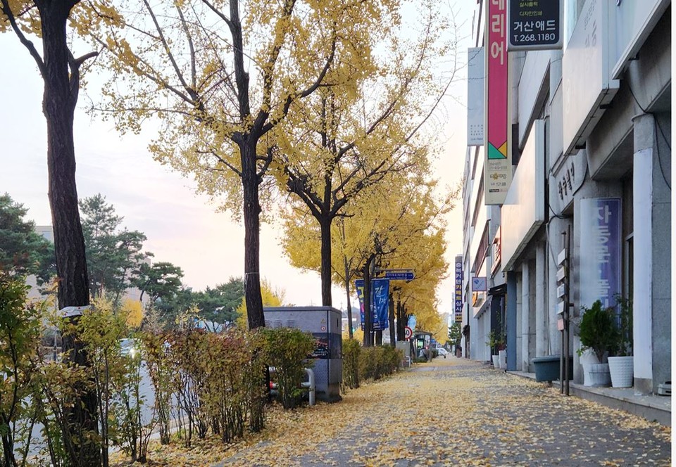 ▲ 늦가을, 청주 도심이 노랗게 물들었다. 10일 청주시 흥덕구 운천동 거리는 은행나무 가로수가 황금빛 잎사귀로 덮여, 걷는 이들의 발걸음을 잠시 멈추게 했다. 바람이 불면 낙엽이 사르르 흩날리며 도심 한복판에도 가을의 속삭임이 번졌다.