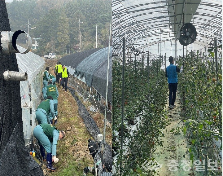 ▲ 농협대전본부와 대전교도소 보라미봉사단이 대전시 유성구 송정동 농가를 찾아 배수로를 정비하고 토마토 하우스 작업을 돕고 있다. 이번 활동은 농촌 인력난 해소와 지역 상생을 위한 일환으로 진행됐다