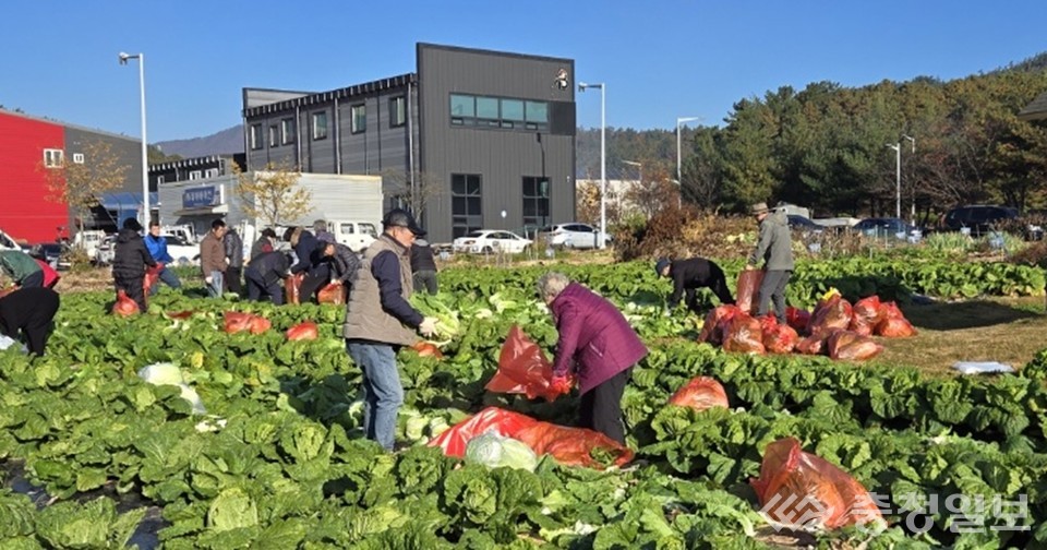 ▲ 대전 복용동 공영도시농업농장에서 시민과 사회복지협의회 관계자들이 직접 배추와 무를 수확하며 푸드뱅크 기부 물품을 준비하고 있는 현장