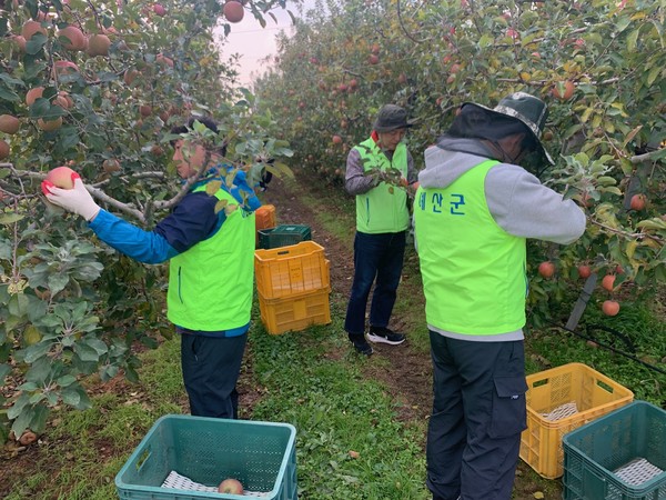 ▲ 예산군 수도과 직원들의 농촌 일손돕기 활동 모습
