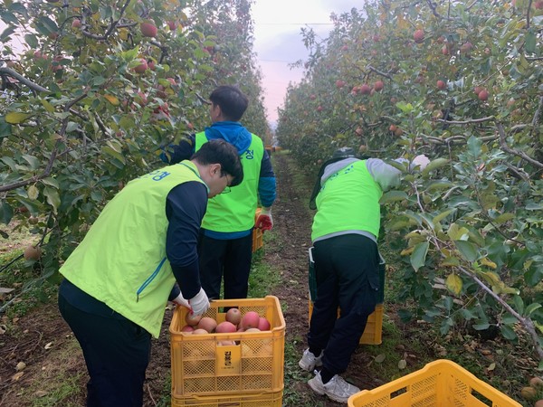 ▲ 예산군 수도과 직원들의 농촌 일손돕기 활동 모습