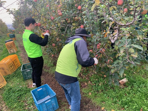 예산군 수도과 직원들의 농촌 일손돕기 활동 모습 