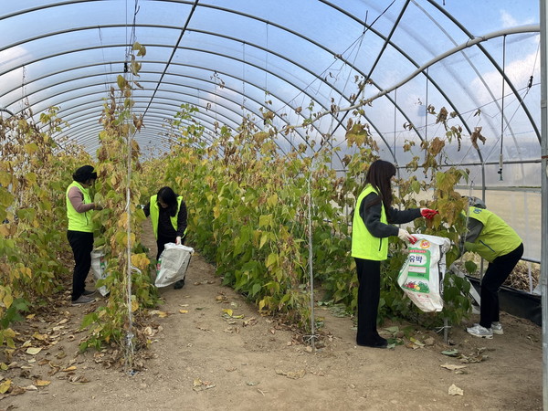 ▲ 주민복지과 농촌 일손돕기 강낭콩 수확 모습