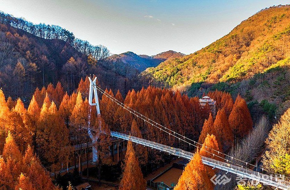 ▲ 장태산자연휴양림의 메타세쿼이아 숲이 짙은 계절빛으로 채워진 가운데, 출렁다리가 숲 위를 가르며 이어진다. 사방을 둘러싼 산 능선과 수목의 대비가 선명한 장면을 만들고, 숲을 관통하는 다리가 장태산의 입체적 풍경을 한눈에 보여준다