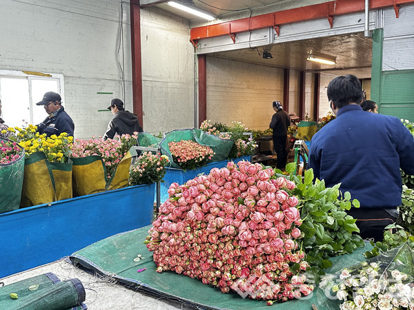 ▲ 충북 진천군이 온도저감 기술 보급한 장미 농가 모습.