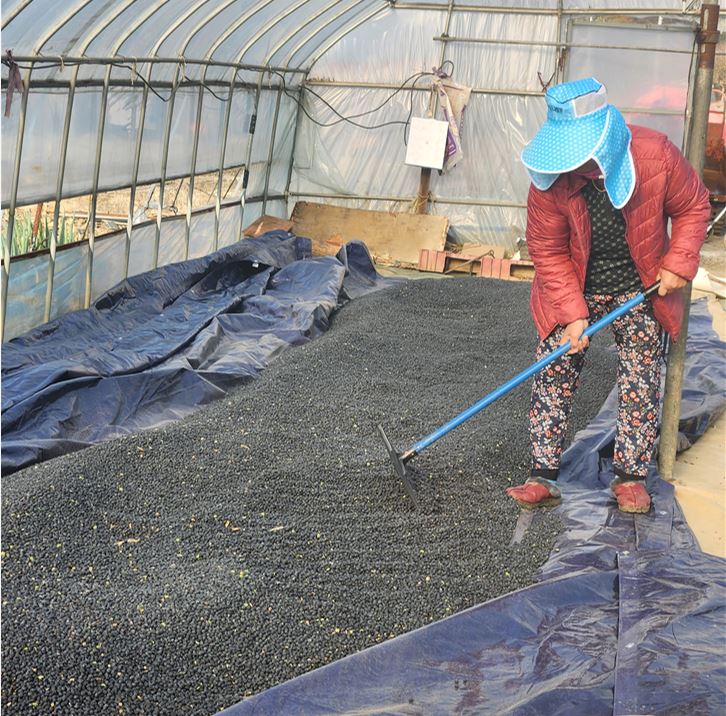 ▲16일 충북 제천시 덕산면의 한 비닐하우스에서 농민이 수확한 검은콩을 말리기 위해 고르게 펼치고 있다. 이른 아침 서늘한 바람을 맞으며 갈퀴를 들고 콩을 뒤집는 모습에서 겨울을 앞둔 농촌의 부지런한 손길이 묻어난다. /김재옥기자