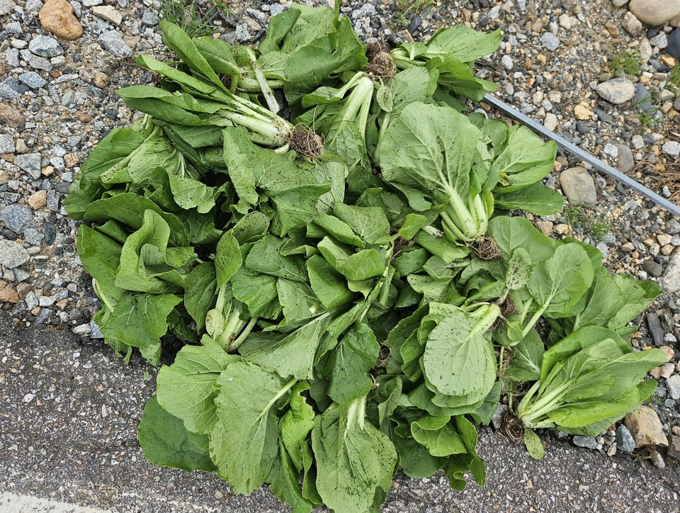 ▲ 충북 괴산군 감물 지역의 한 배추 재배 농가에서 배추 종자를 심었는데, 수확기를 앞두고 밭의 상당량이 배추가 아닌 다른 잎채소가 자라났다.