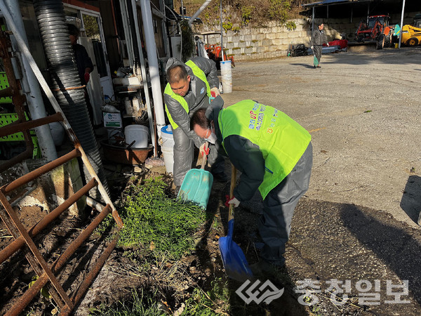 ▲ 박승서 조합장 등 진천축협 임직원들이 18일 충북 진천군 광혜원면 실월리 낙농에서 축사 환경을 정리하고 있다.