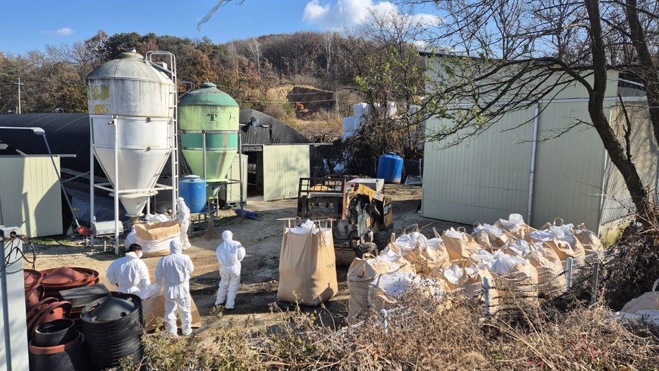 ▲ 영동군이 고병원성 조류인플루엔자(AI) H5형 항원 검출된 종오리 4000마리를 살처분 하고 있다.