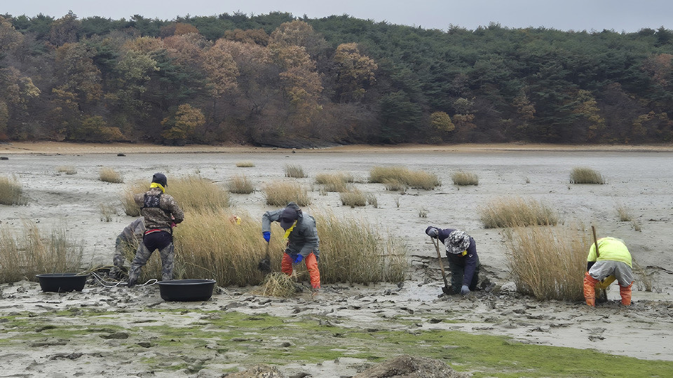 ▲ 지난 18일 지곡면 도성리, 대요리 일원 갯벌에서 진행된 갯끈풀 제거 작업 모습