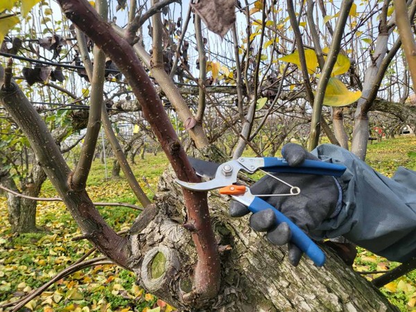 ▲ 농기원_동계 궤양 제거