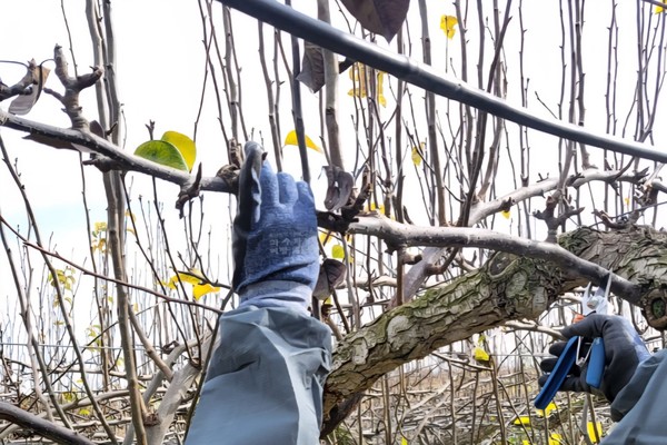 ▲ 농기원_동계 궤양 제거