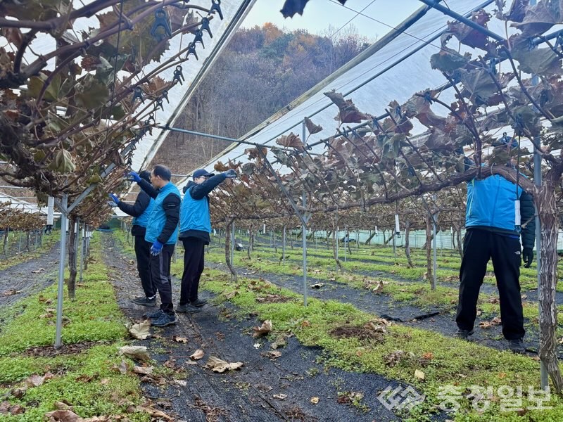 ▲ 농협중앙회 대전본부와 산내농협, 한국연구재단 임직원들이 21일 대전 동구 삼괴동 포도 재배 농가를 찾아 포도나무에 남아 있는 집게를 제거하며 일손을 보태고 있다. 초겨울 바람 속에서도 농가 부담을 덜기 위한 손길이 이어졌다