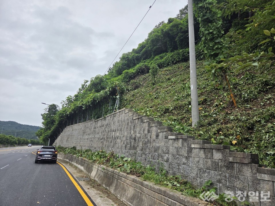 ▲ 대전 서구 흑석동 일원 덩굴 분포 현장 모습