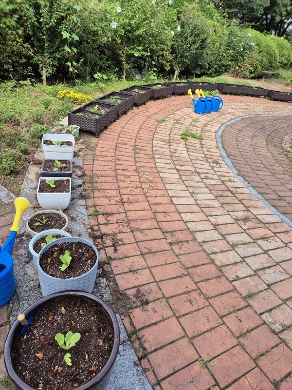 ▲ 예산 임성중, ‘텃밭 배추로 요리했어요’