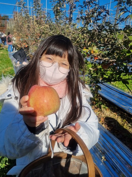 ▲ 예산 양신초 사과 수확, 사과파이만들기 진로 체험학습