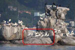 국립생태원, 멸종위기 저어새 번식지 환경개선 효과 확인 - 뉴스 썸네일 이미지